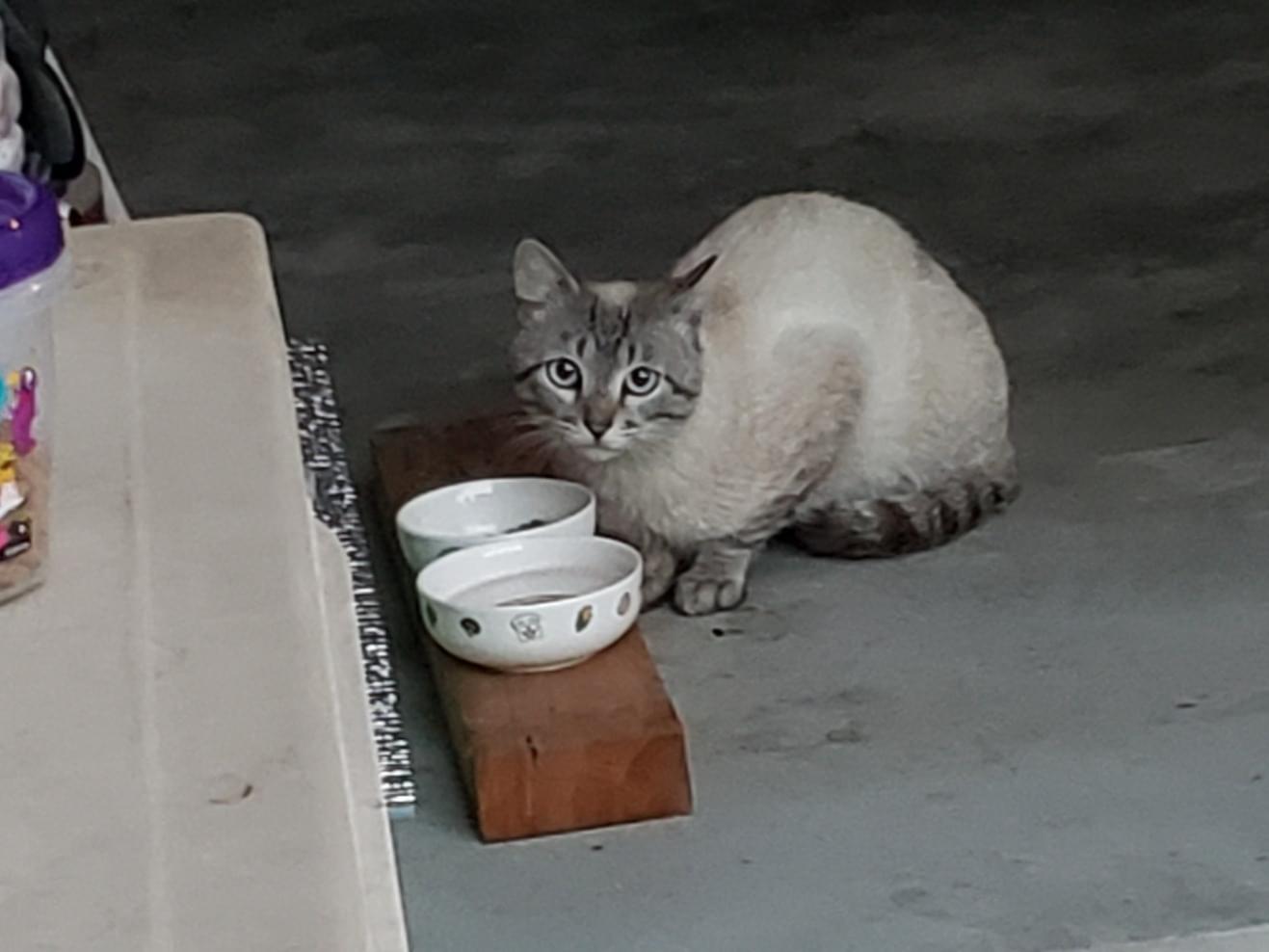 目撃された猫 目撃された猫