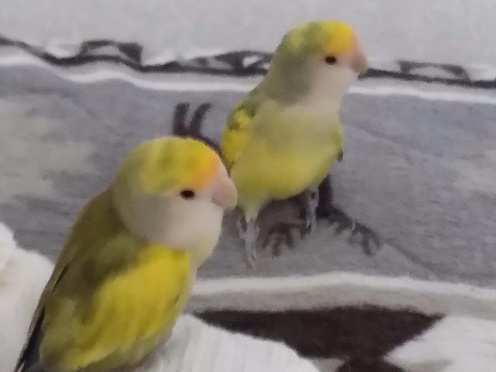 ラムちゃん ラムちゃん