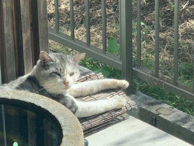 目撃された猫 目撃された猫