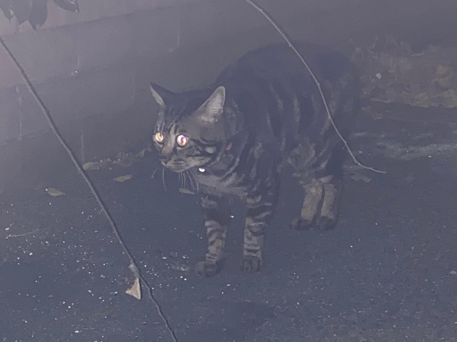 目撃された猫 目撃された猫