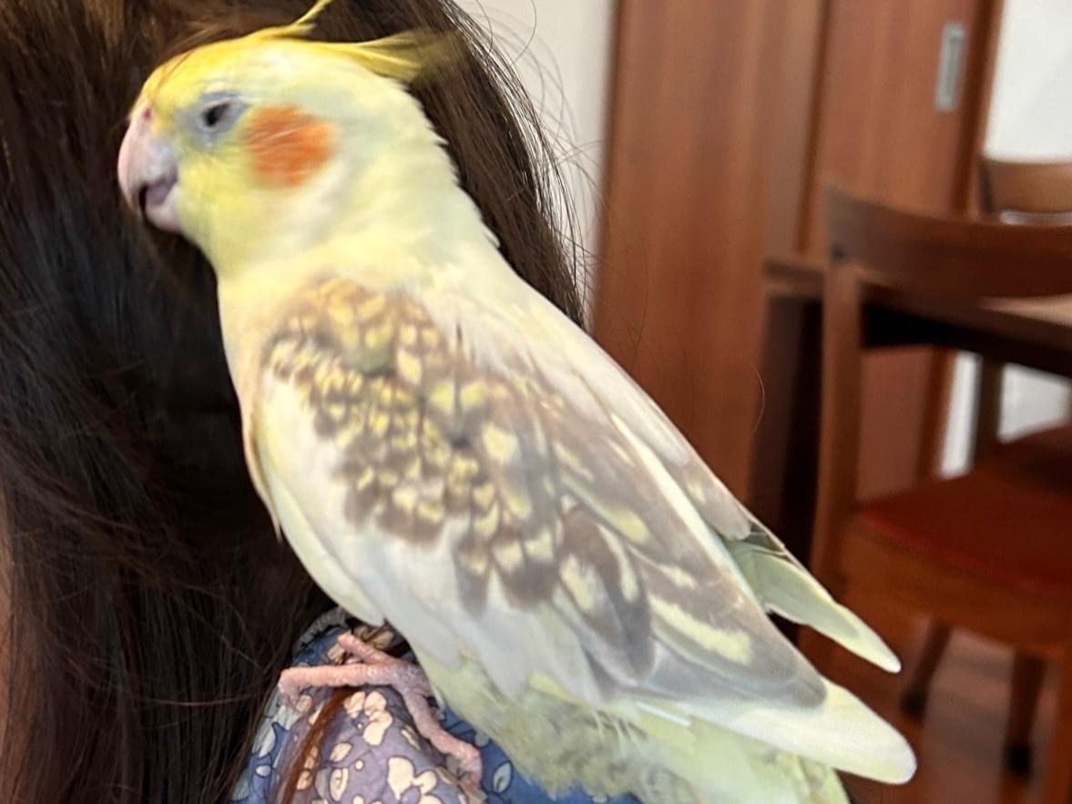 メロちゃん メロちゃん