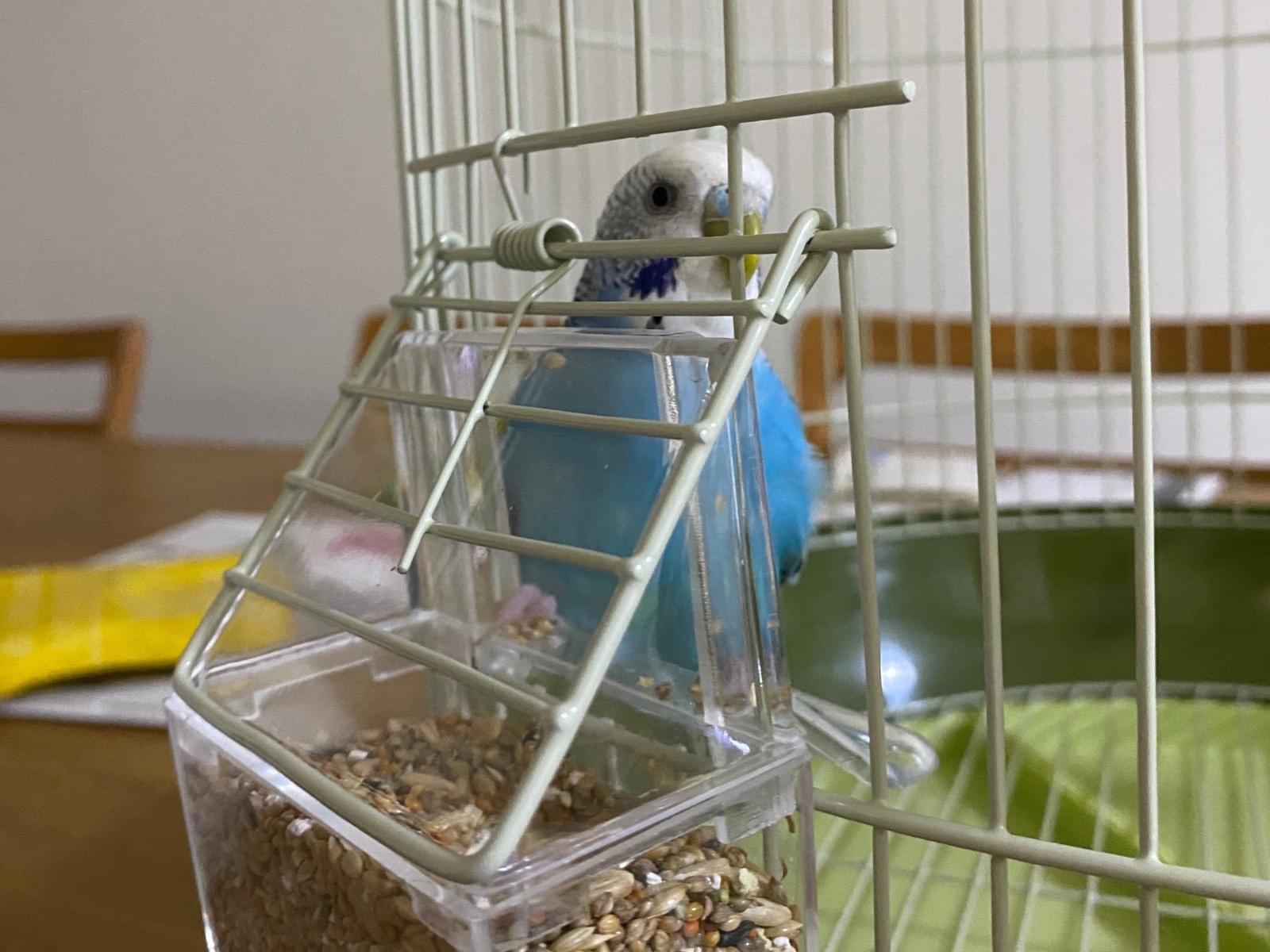 保護された鳥 保護された鳥