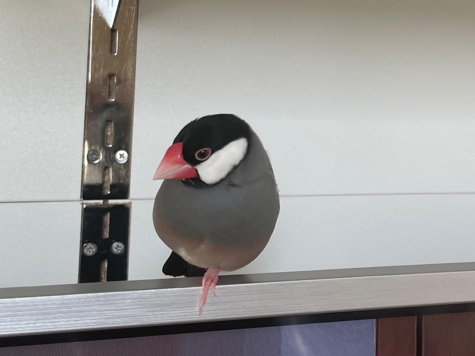 うたぎちゃん うたぎちゃん