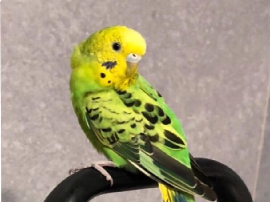 ぴなのちゃん ぴなのちゃん
