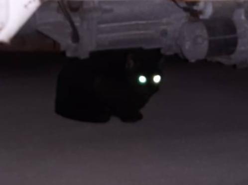 目撃された猫 目撃された猫