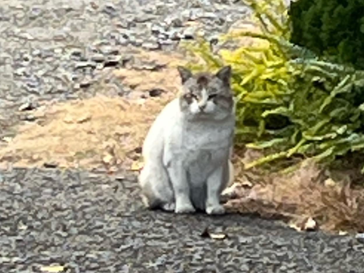 目撃された猫 目撃された猫
