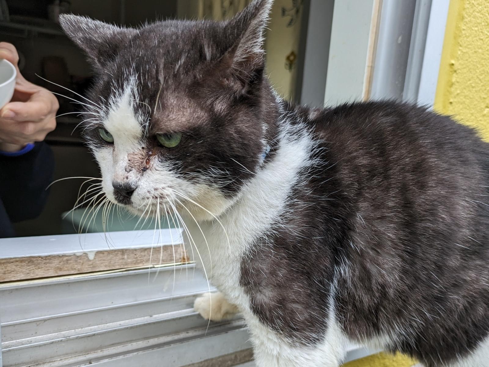 目撃された猫 目撃された猫
