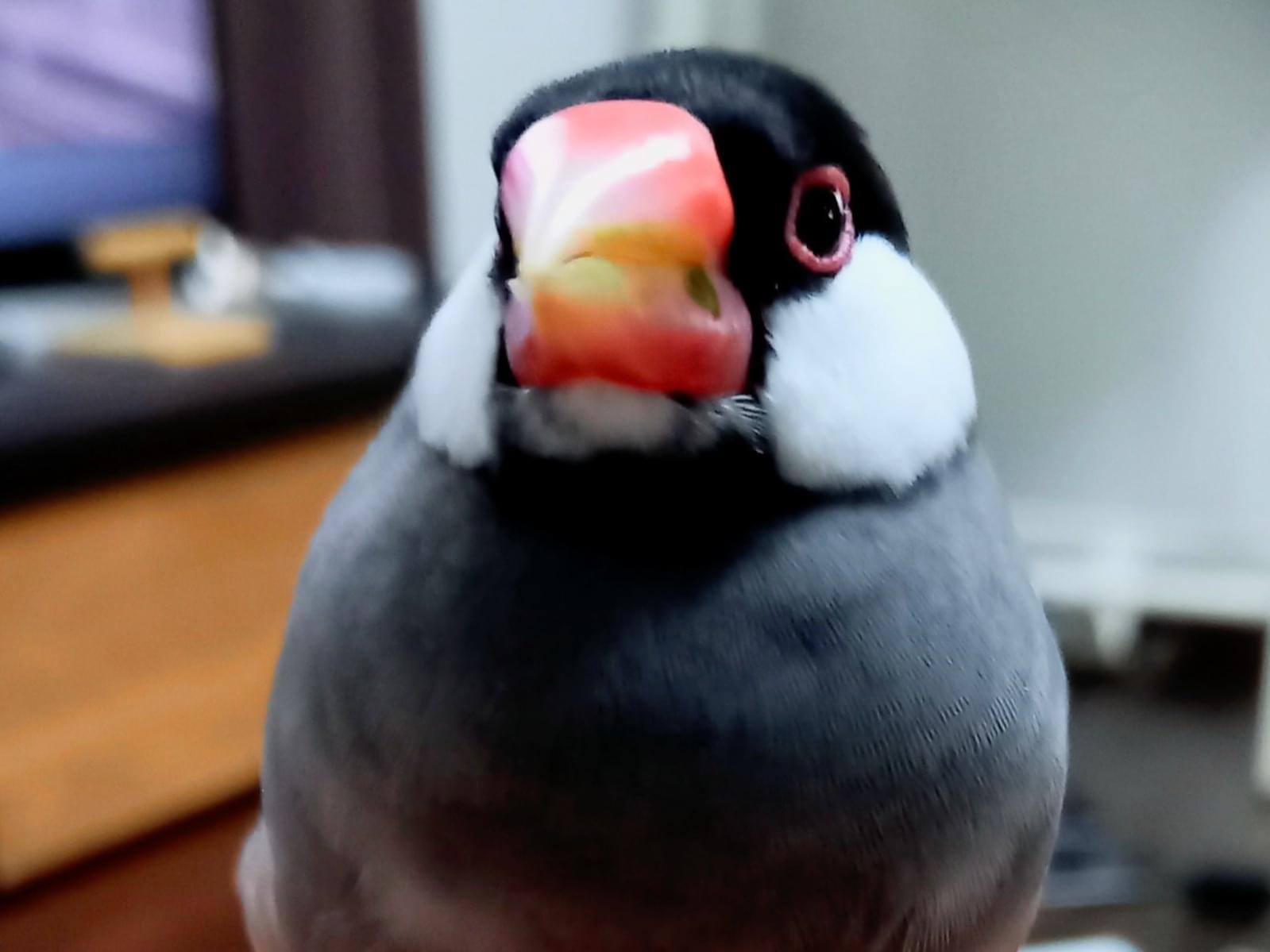チョコちゃん チョコちゃん