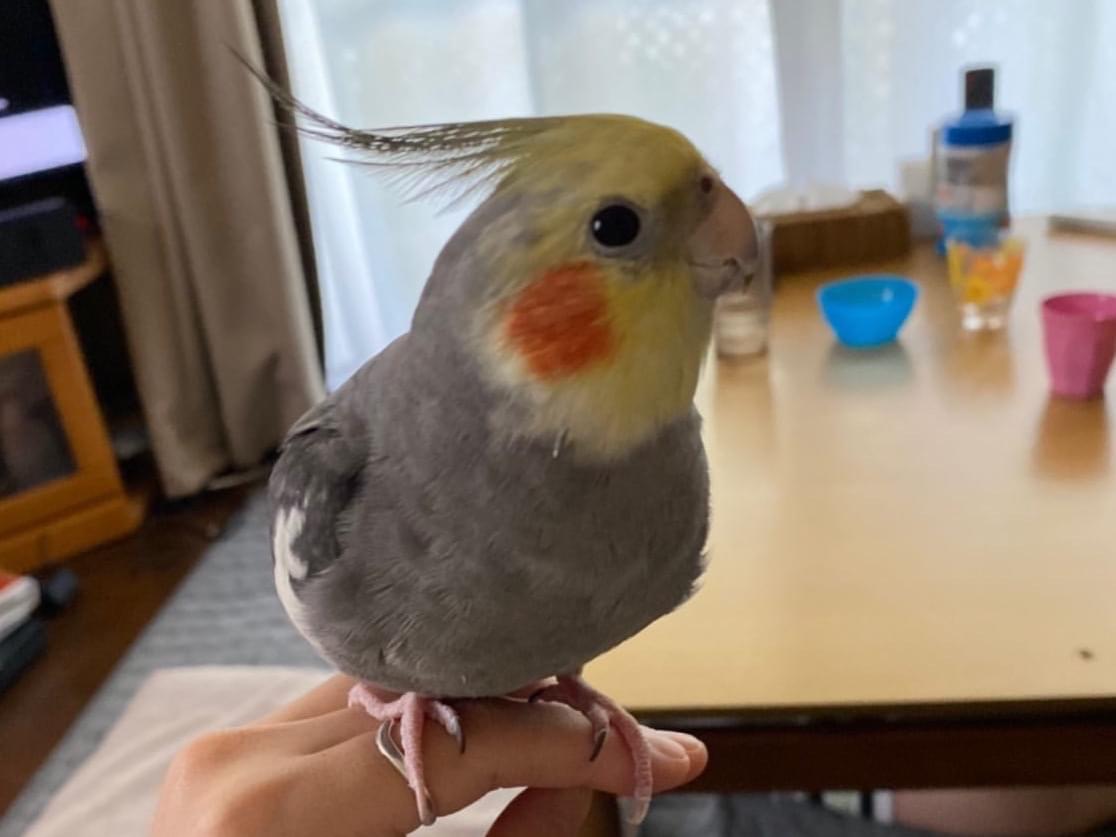いくらちゃん いくらちゃん