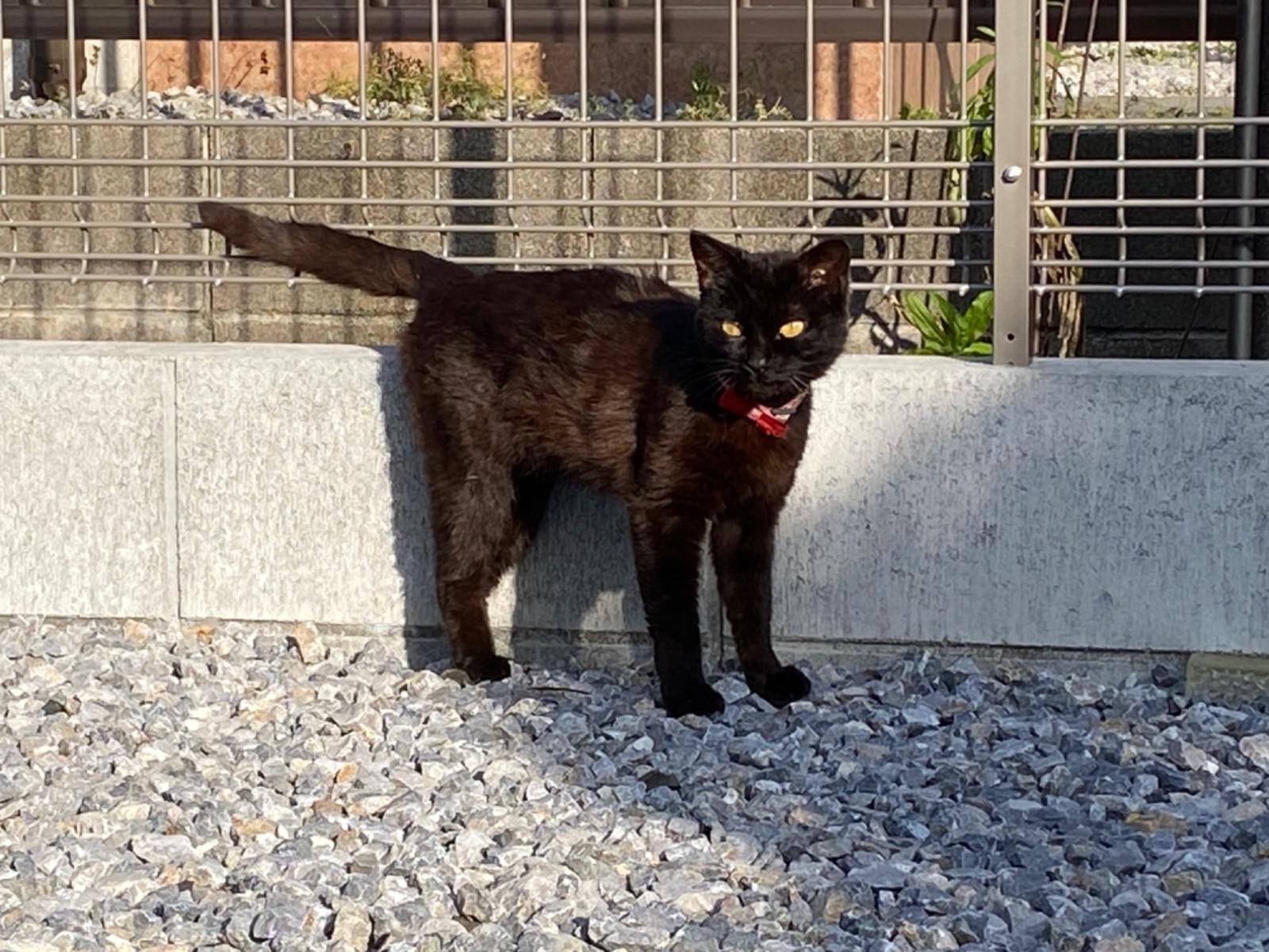 目撃された猫 目撃された猫