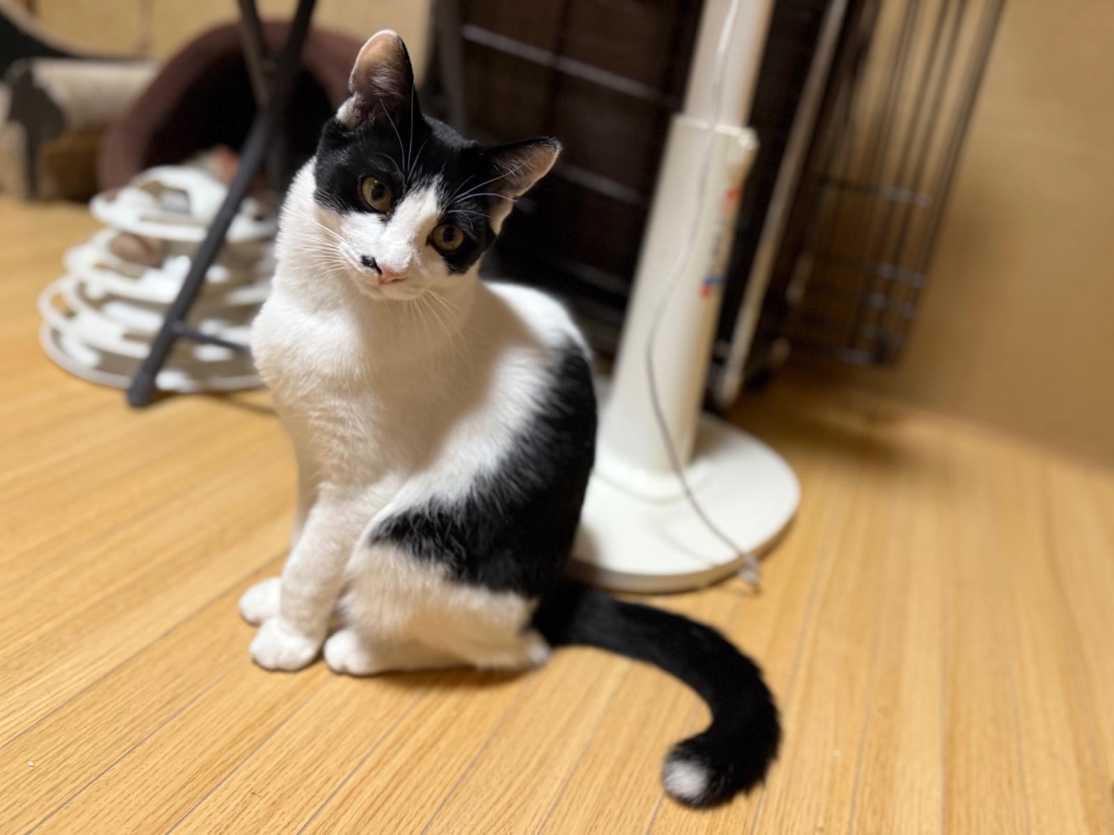 ちびちゃん ちびちゃん