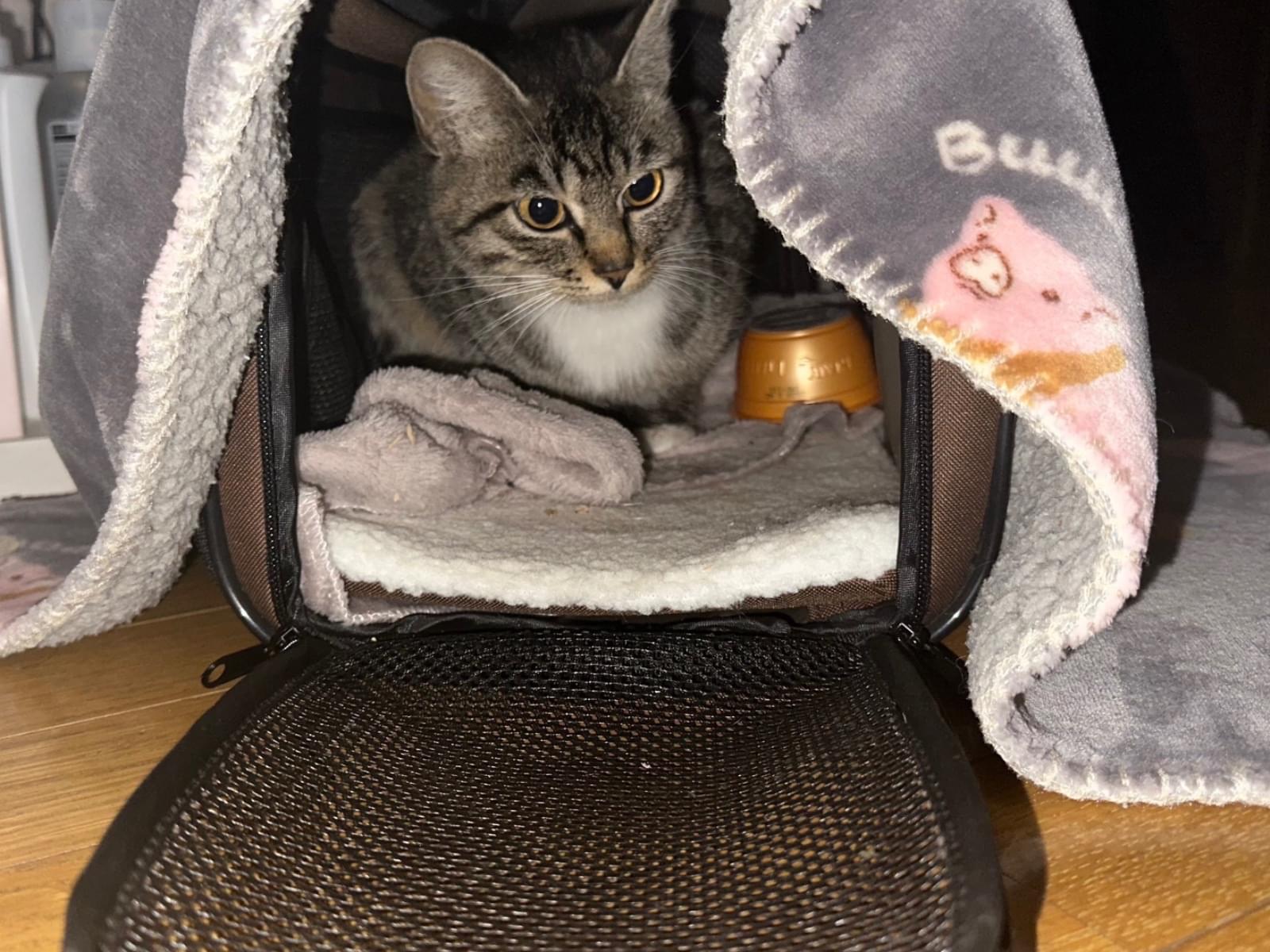 保護された猫 保護された猫