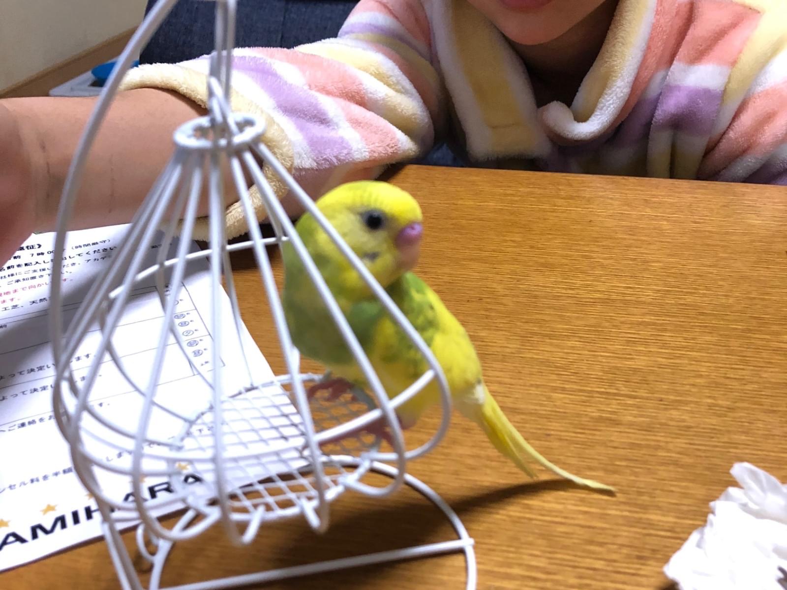 パフちゃん パフちゃん