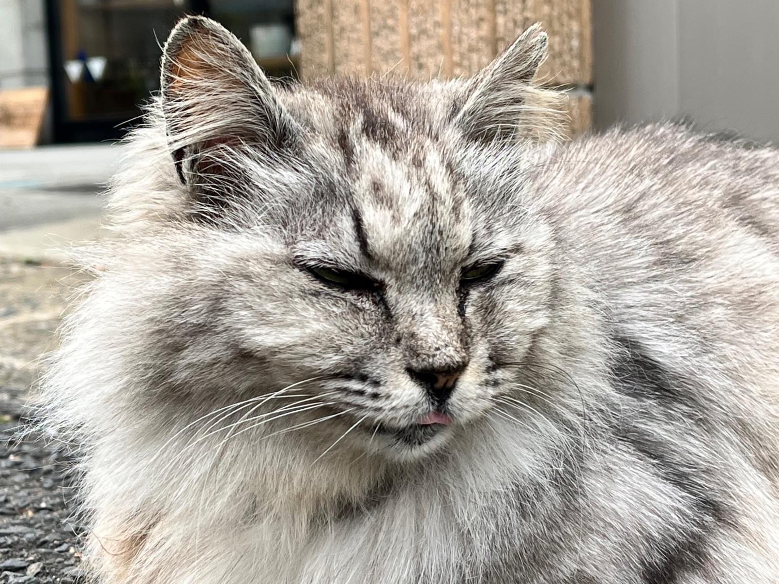 迷子になった猫 迷子になった猫