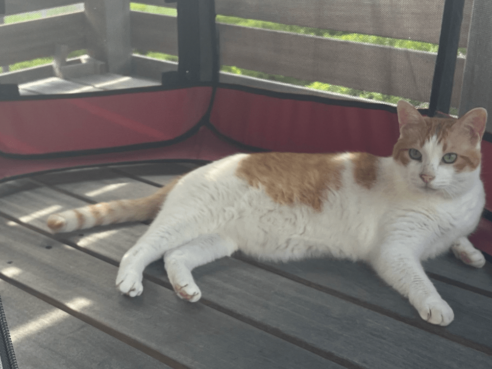 チャー君ちゃん チャー君ちゃん