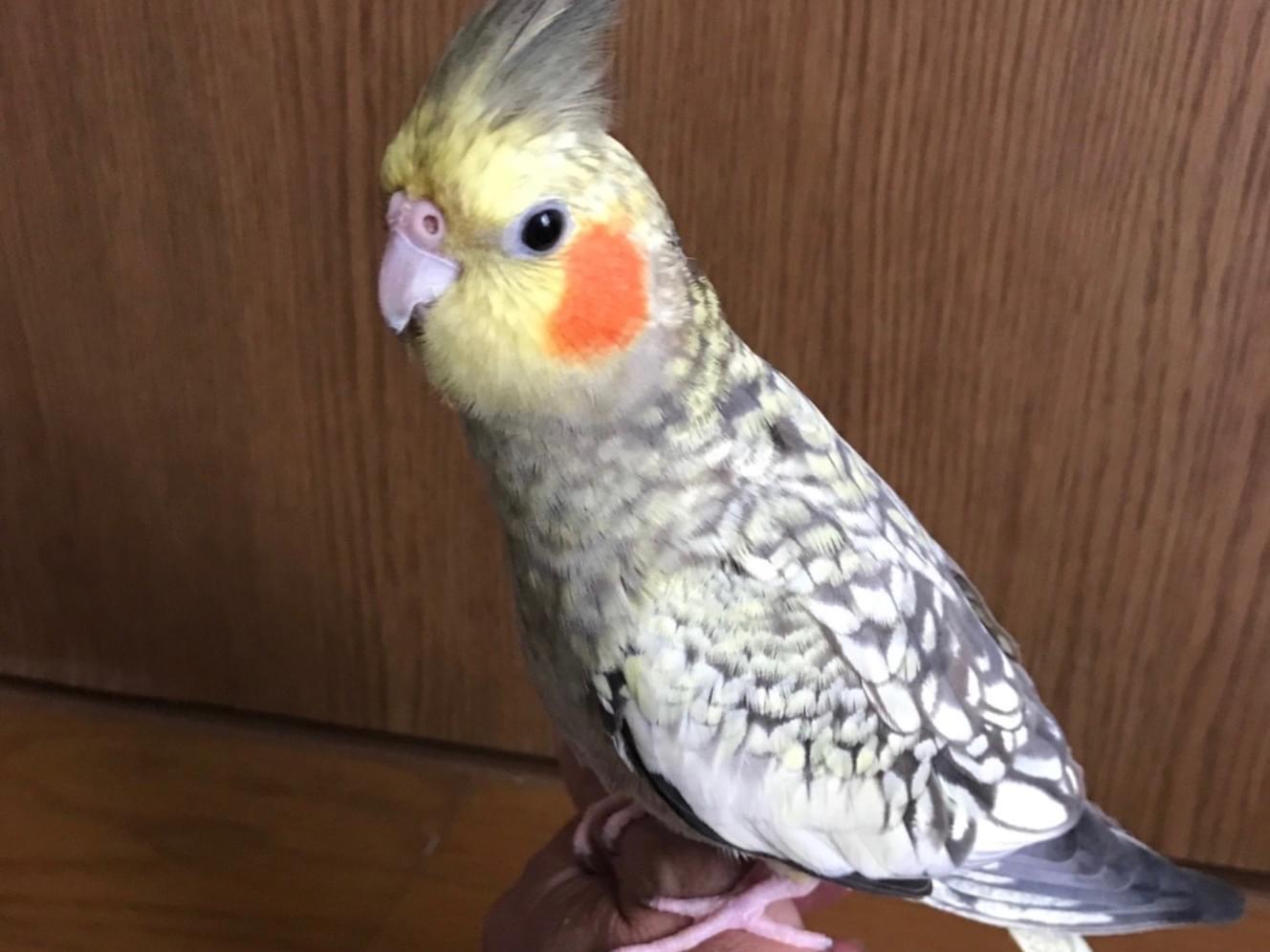 チョコちゃん チョコちゃん