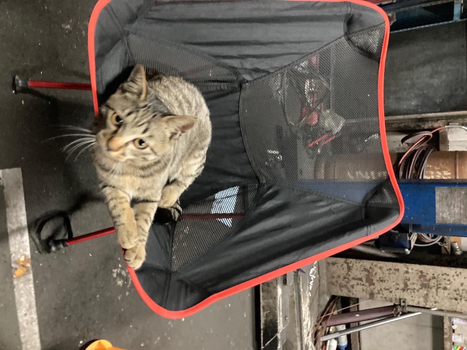 きじやま きっちゃん