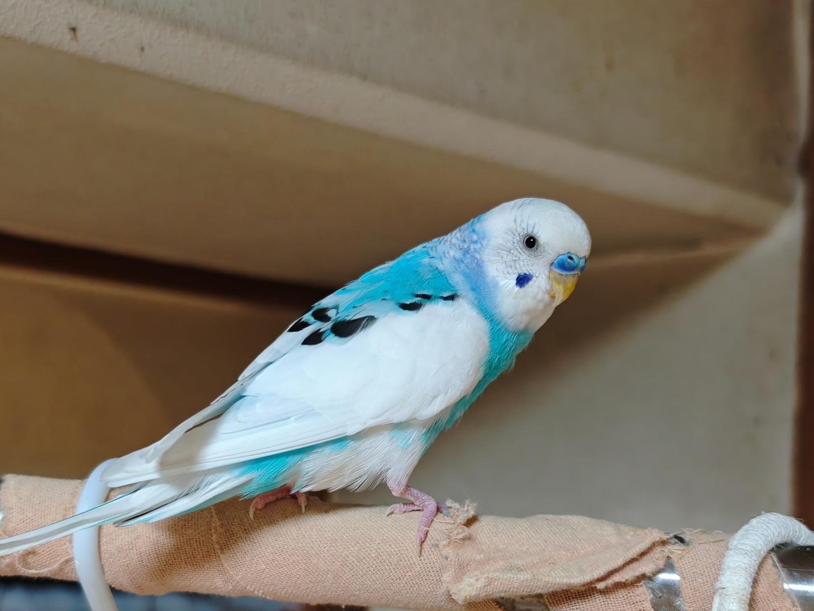 保護された鳥 保護された鳥