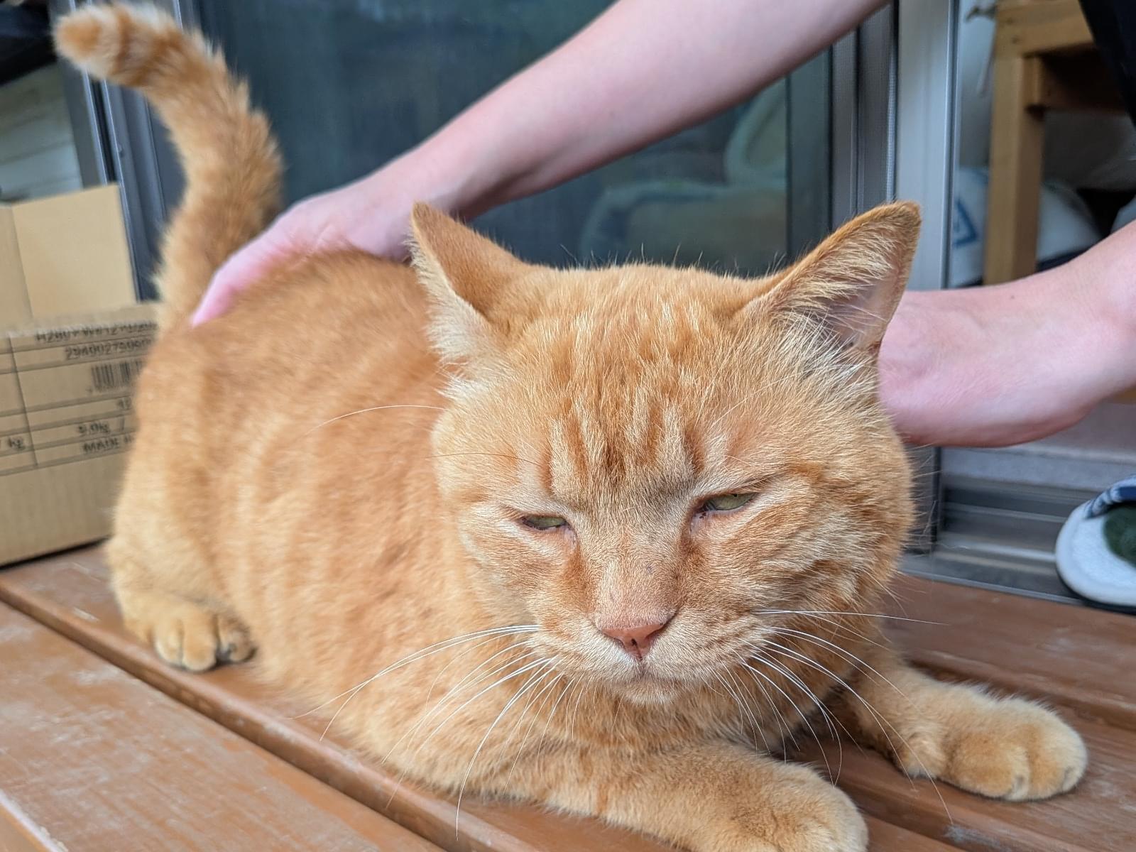 保護された猫 保護された猫