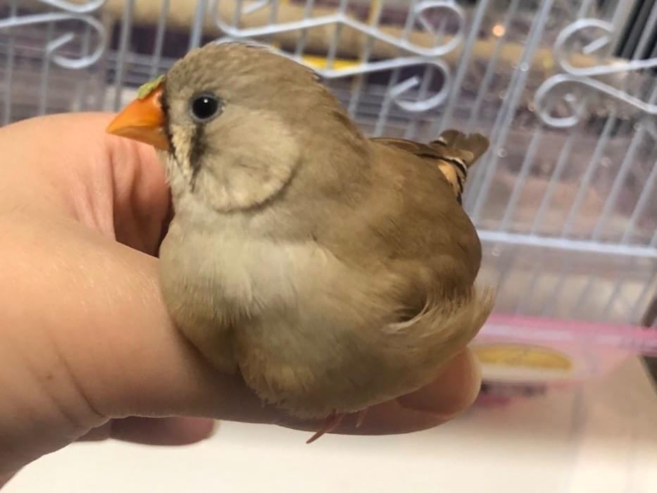 こっこちゃん こっこちゃん