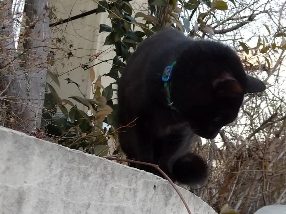 目撃された猫 目撃された猫