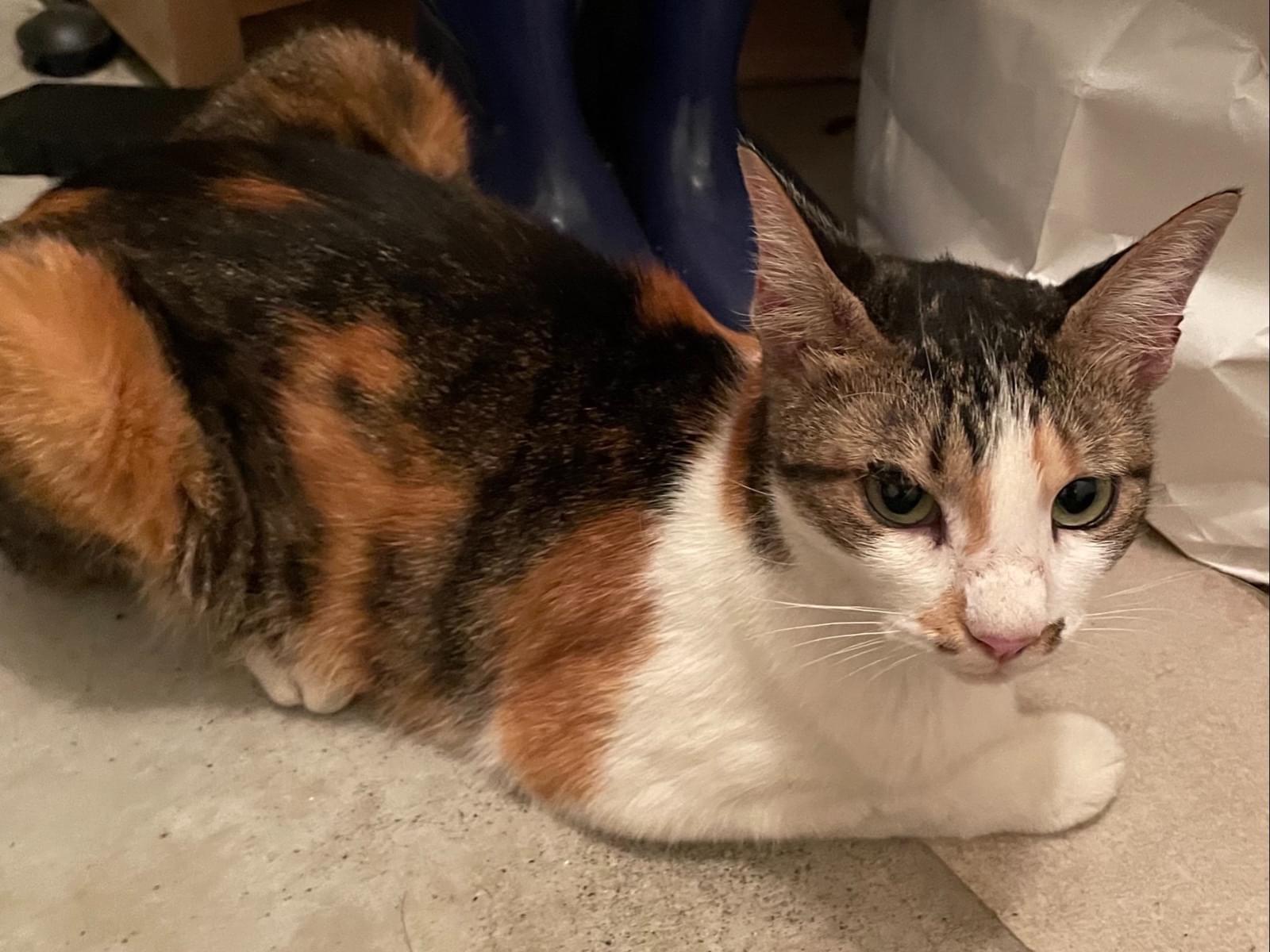 保護された猫 保護された猫