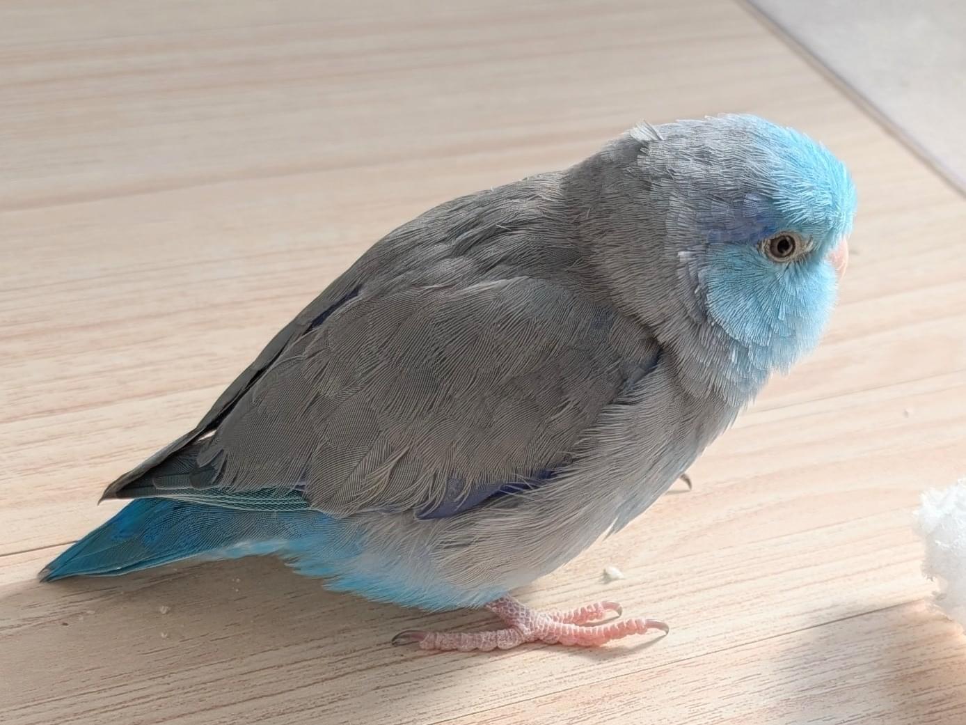 カイトちゃん カイトちゃん