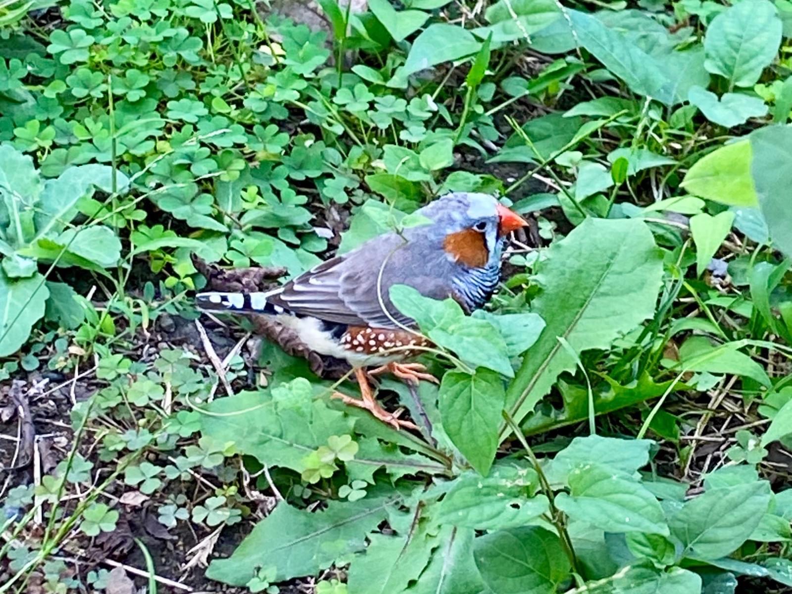 目撃された鳥 目撃された鳥