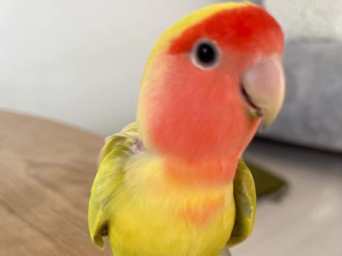 さくらちゃん さくらちゃん