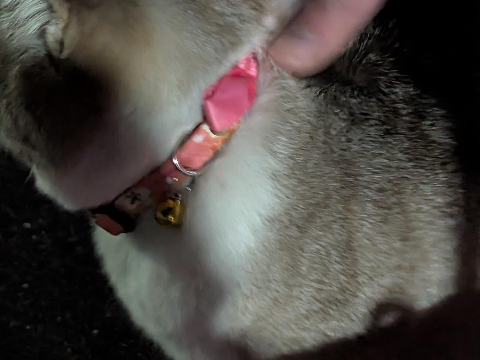 目撃された猫 目撃された猫