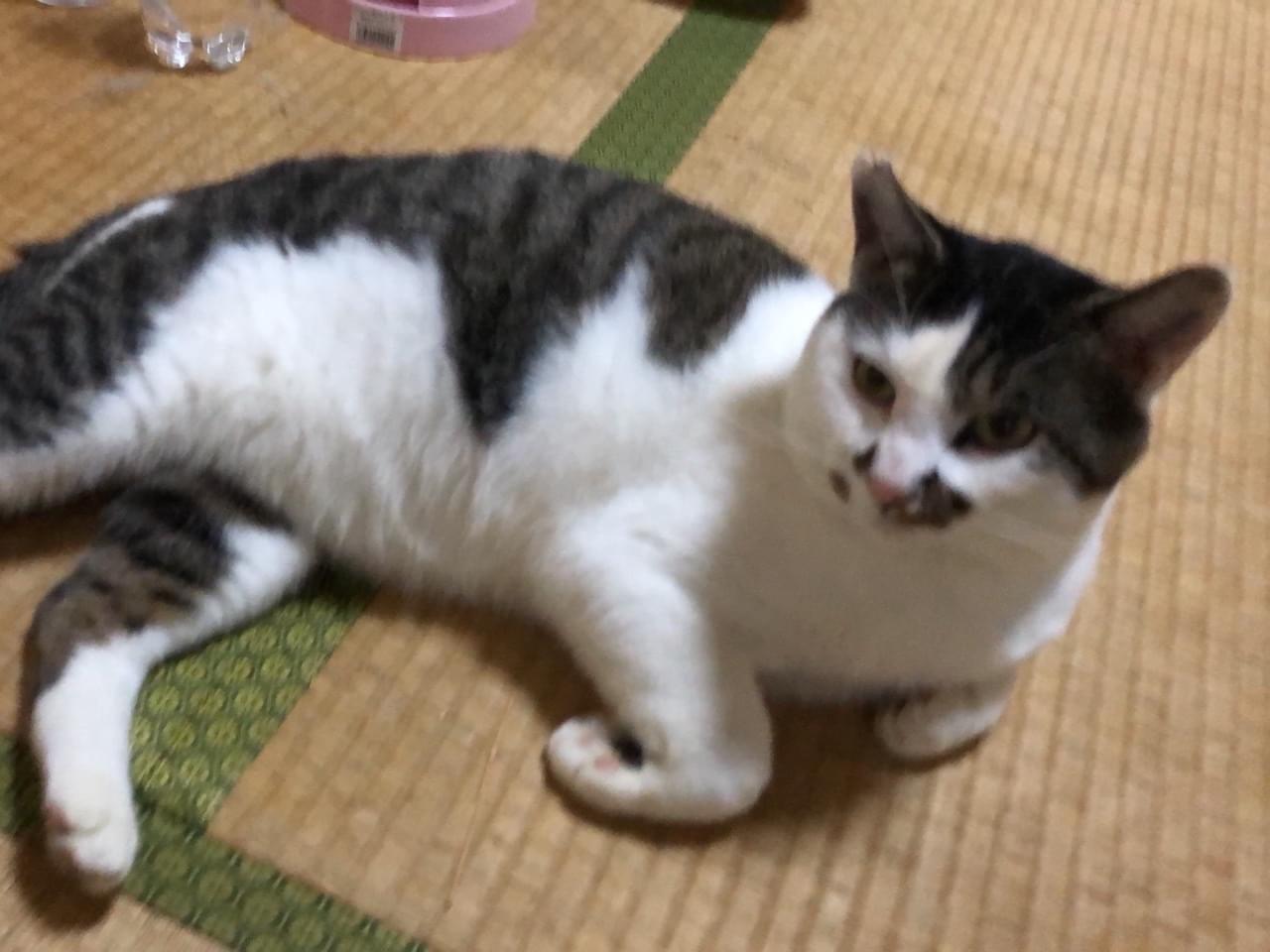 保護された猫 保護された猫