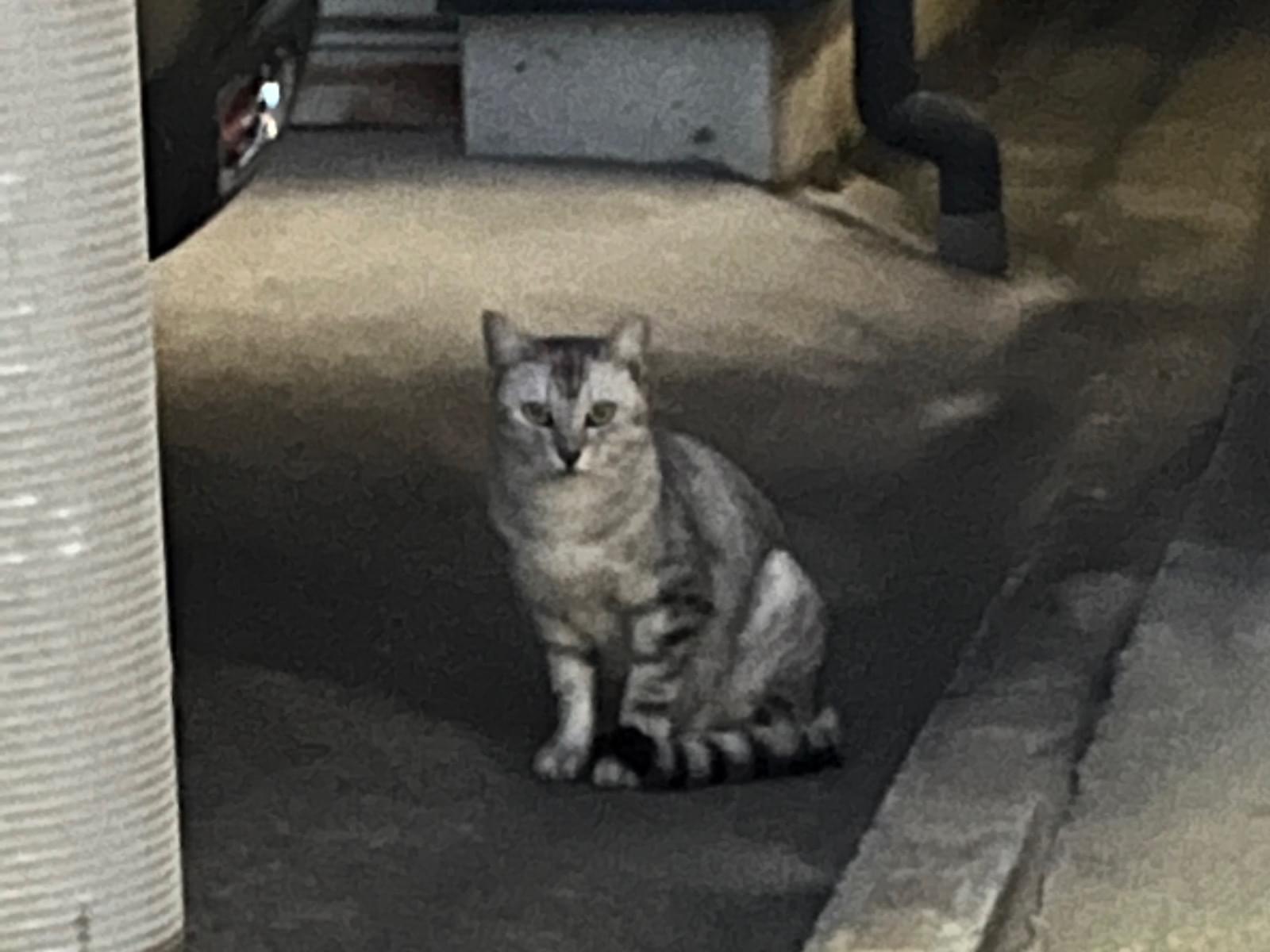 目撃された猫 目撃された猫