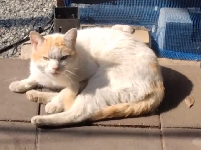 目撃された猫 目撃された猫