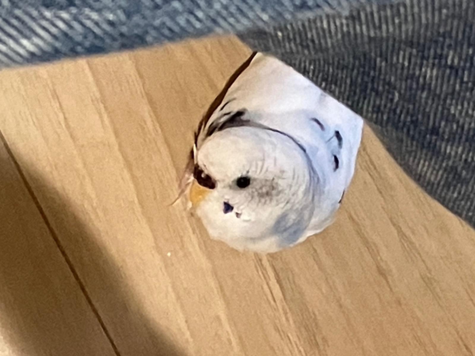 ピースケちゃん ピースケちゃん
