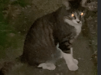 目撃された猫 目撃された猫