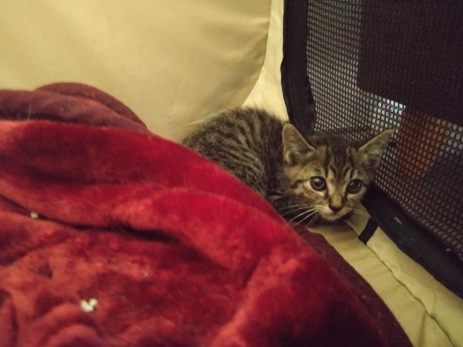 保護された猫 保護された猫