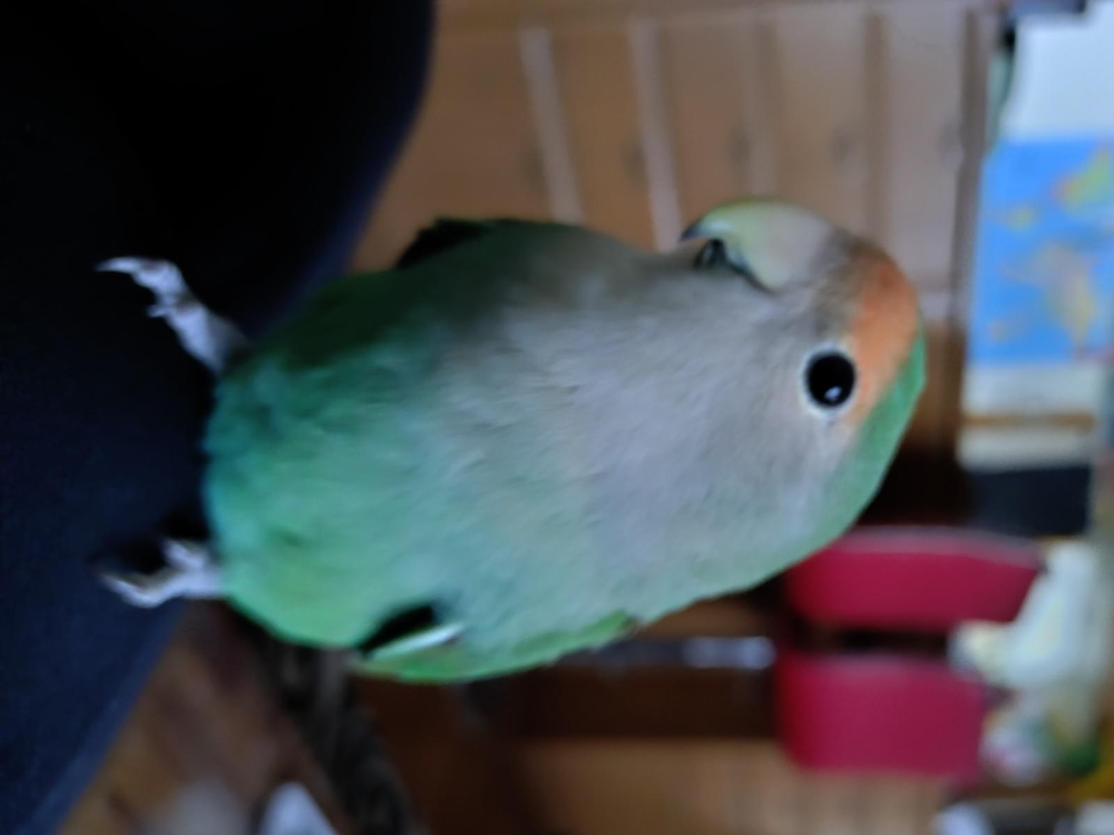 保護された鳥 保護された鳥