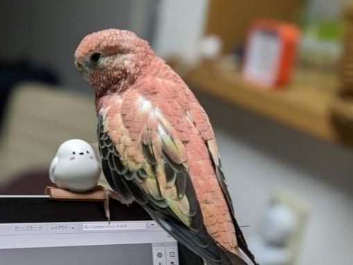 パリちゃん パリちゃん
