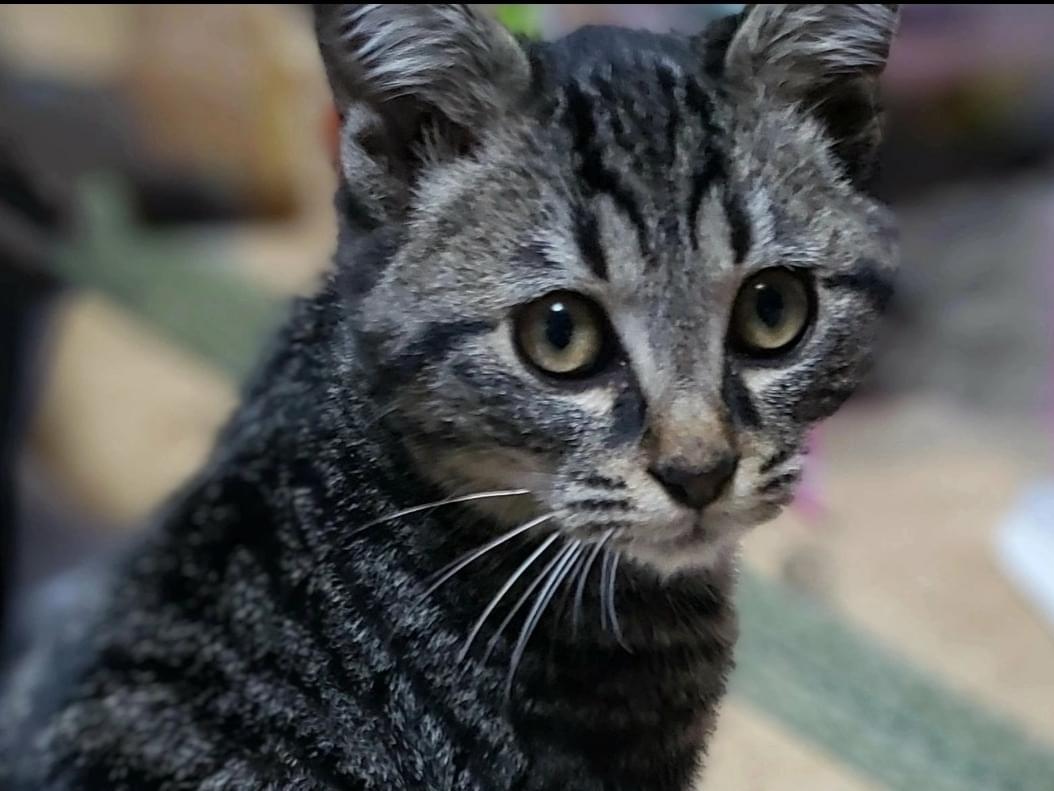 クロエちゃん クロエちゃん