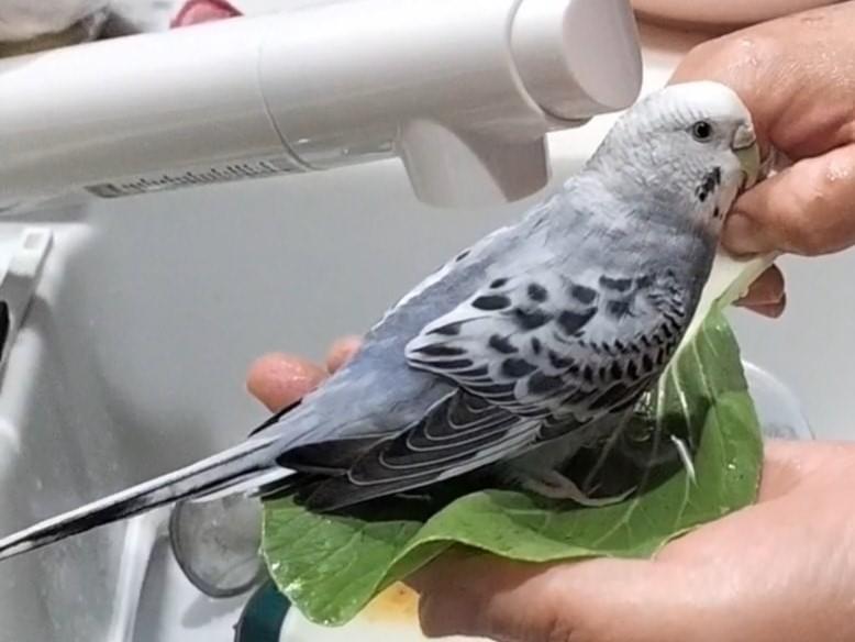ぱーるちゃん ぱーるちゃん
