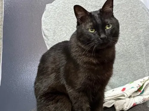 黒猫 探しています。