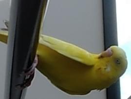 目撃された鳥 目撃された鳥