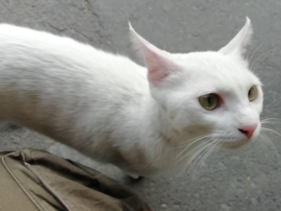 保護された猫 保護された猫