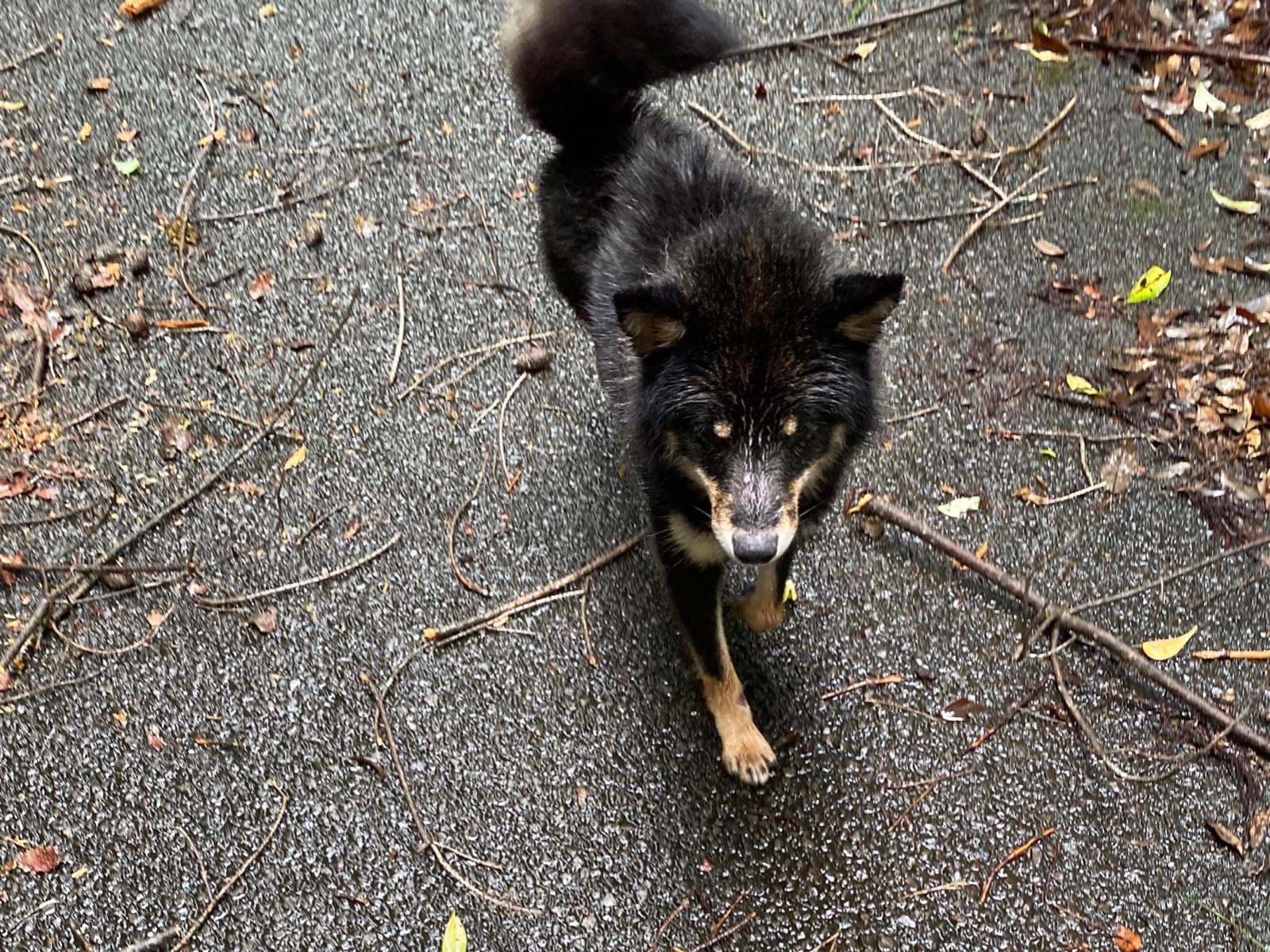 目撃された犬 目撃された犬