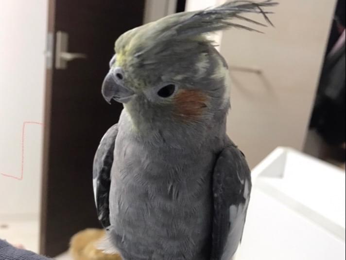 ララちゃん ララちゃん