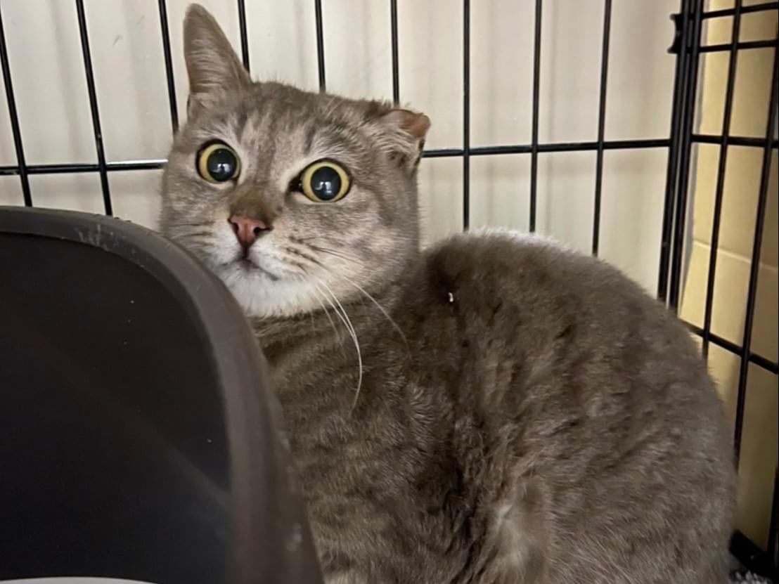 保護された猫 保護された猫