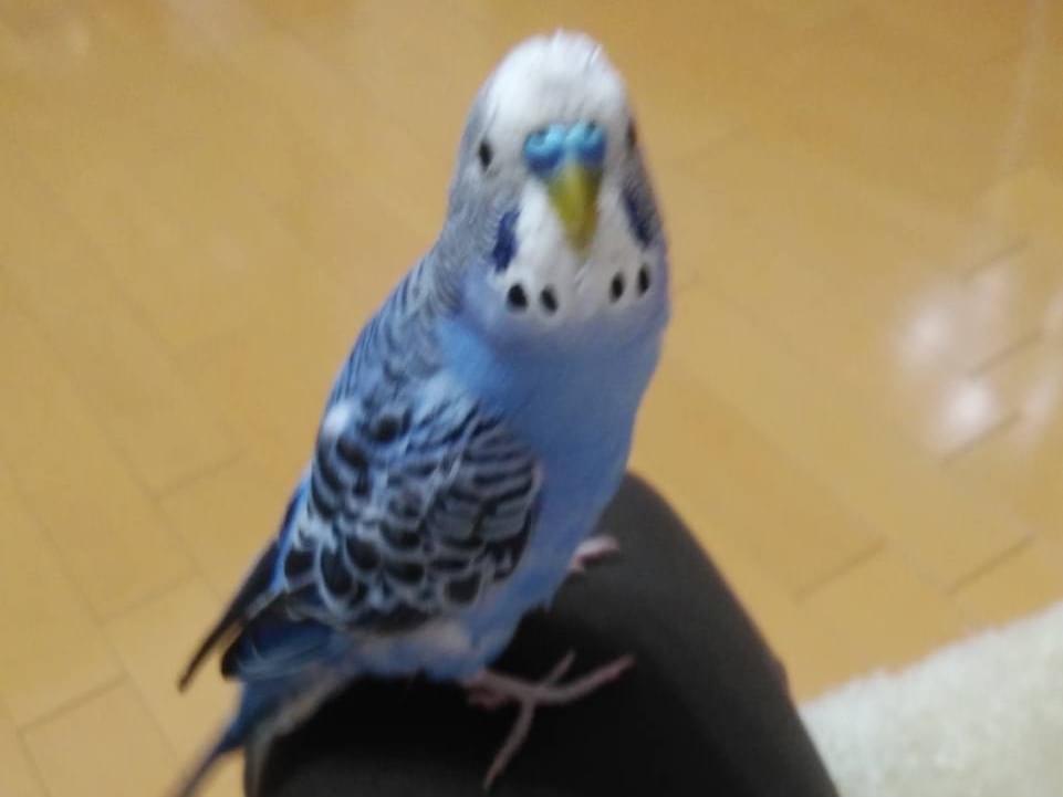 ピーちゃん ピーちゃん