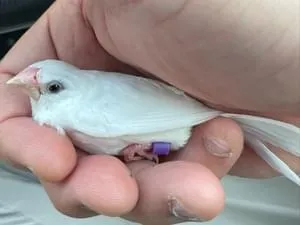 白い鳥(十姉妹?)を保護しています。