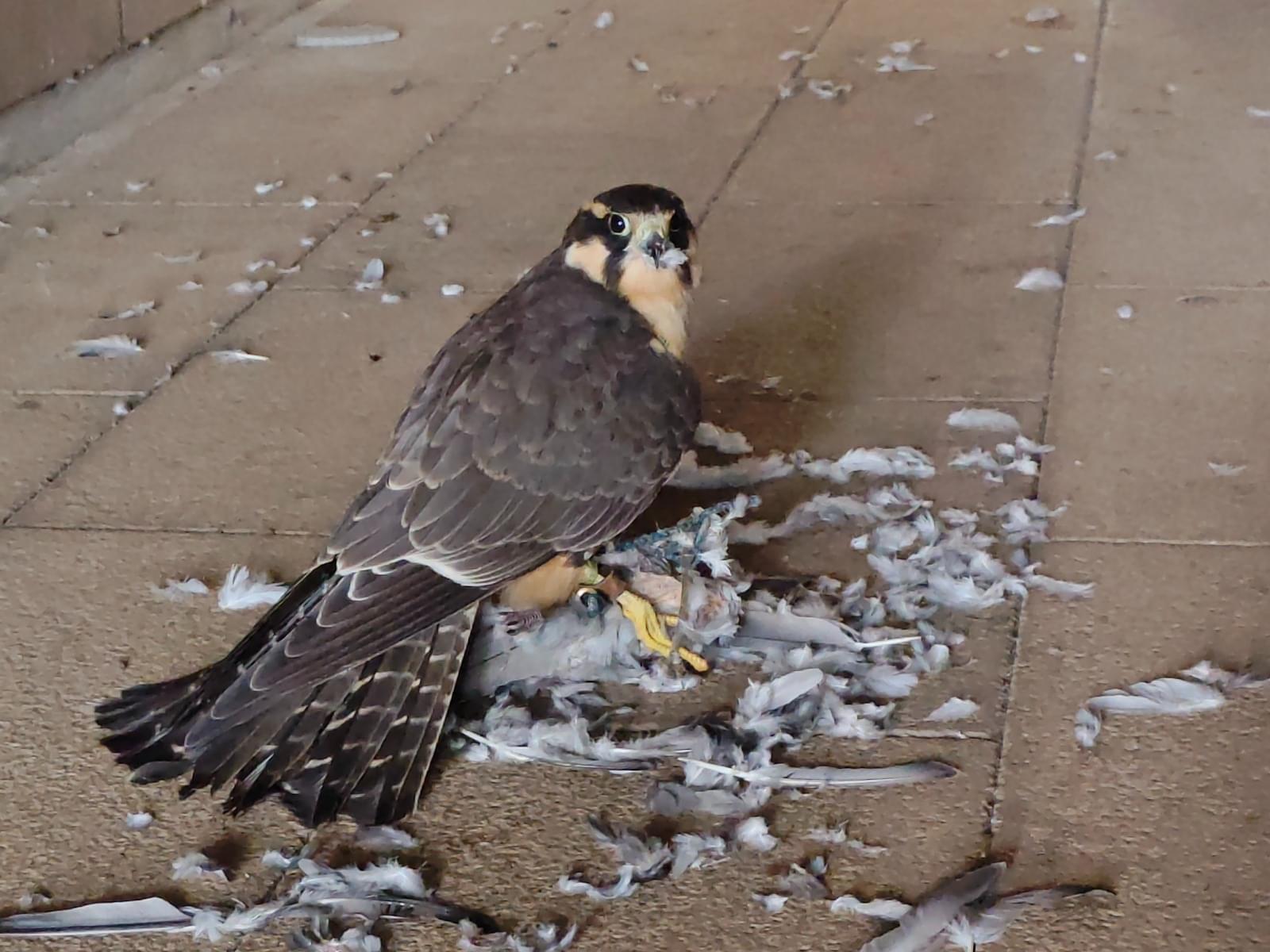 目撃された鳥 目撃された鳥
