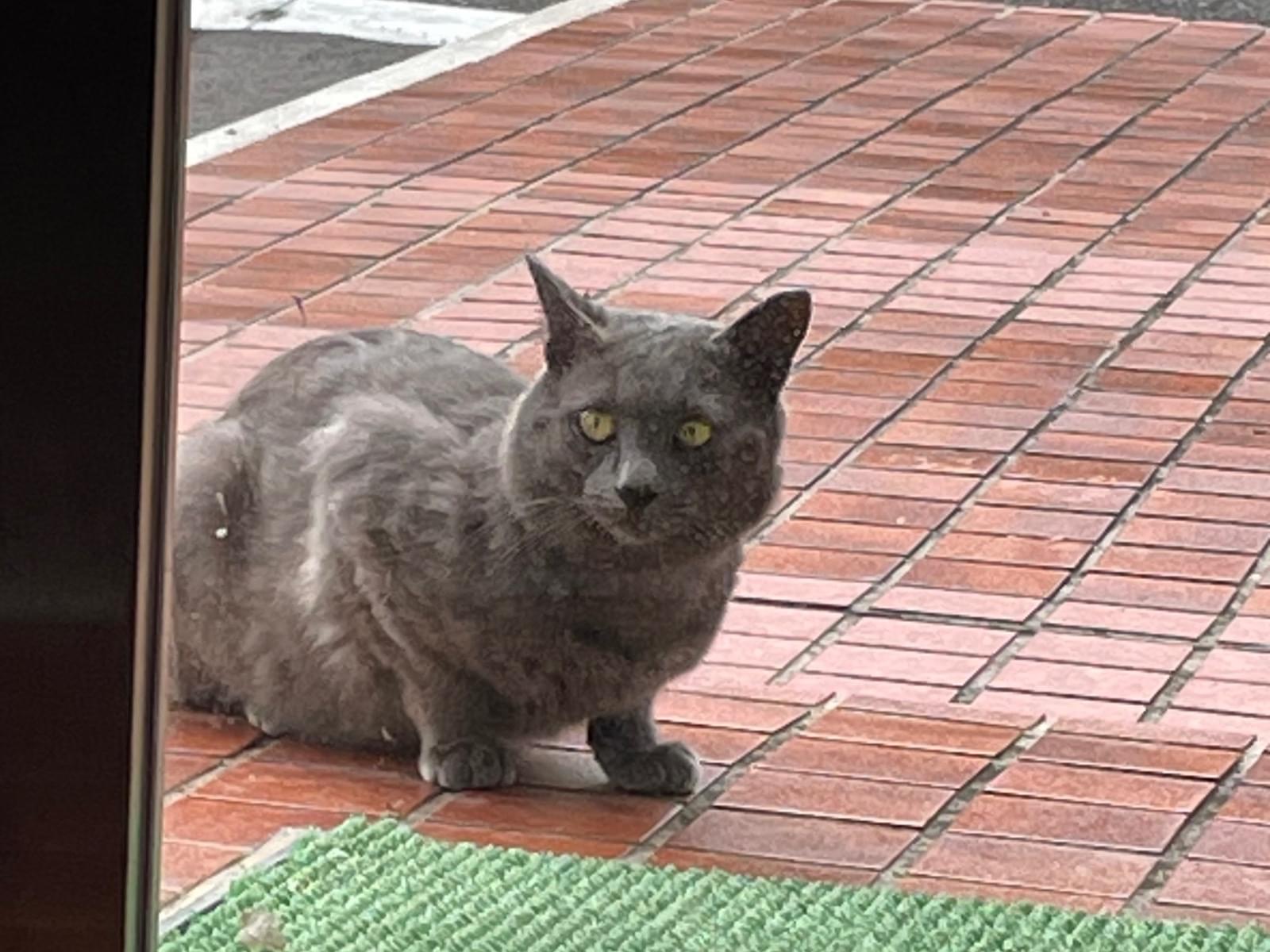 目撃された猫 目撃された猫
